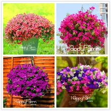 Лидер продаж! 100 шт Петуния Цветочная смесь Петуния гибрида растения Висячие Петуния плантас, садовая Петуния, Бонсай завод для дома gard