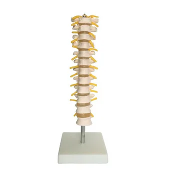 

Thoracic Spinal Column Model Anatomical Model