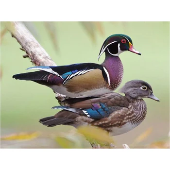 

Diy diamond painting Cross stitch kit 5D Diamond embroidery Wild duck icon square rhinestone pasted painting Crafts Needlework