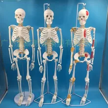 

85cm skeleton model human model with muscle spine nerve system medical teaching educational equipment skeleton anatomy model