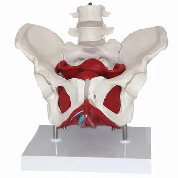 

Removable Female Pelvis Pelvic Floor Muscle Model Uterus Ovary Muscle Human Body Teaching Resources Educational Supplies