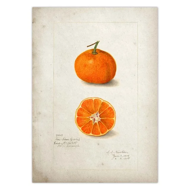 Fruit-Kitchen-Poster-Vintage-Poster-Antique-Pear-Apple-Orange-Pineapple-Wall-Art-Decorative-Picture-Kraft-paper.jpg_.webp_640x640 (19)