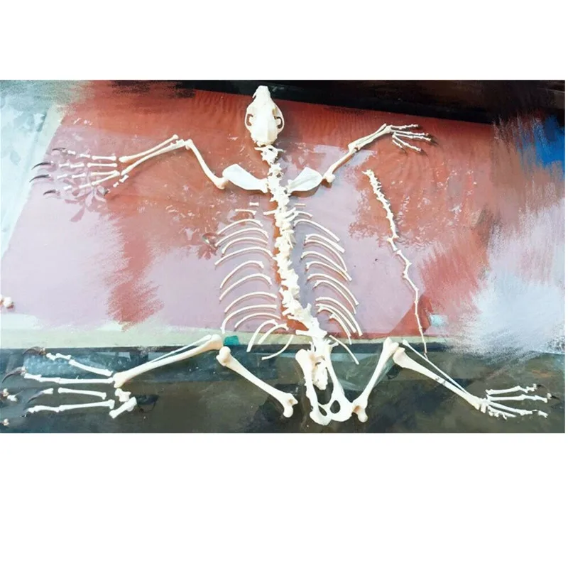 完全な動物の骨格,キツネの頭蓋骨の標本,1個 - AliExpress ホーム&ガーデン