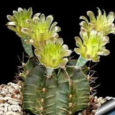 9 20 шт Gymnocalycium смешанные для Домашнего Цветоводства - Цвет: 9