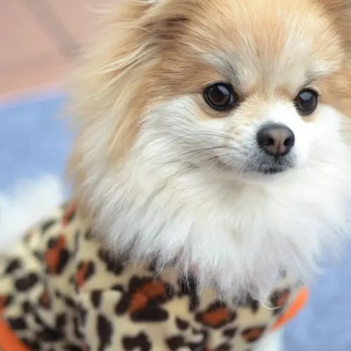 Unique Sweaters For Dogs - The Popular Clothes This Winter