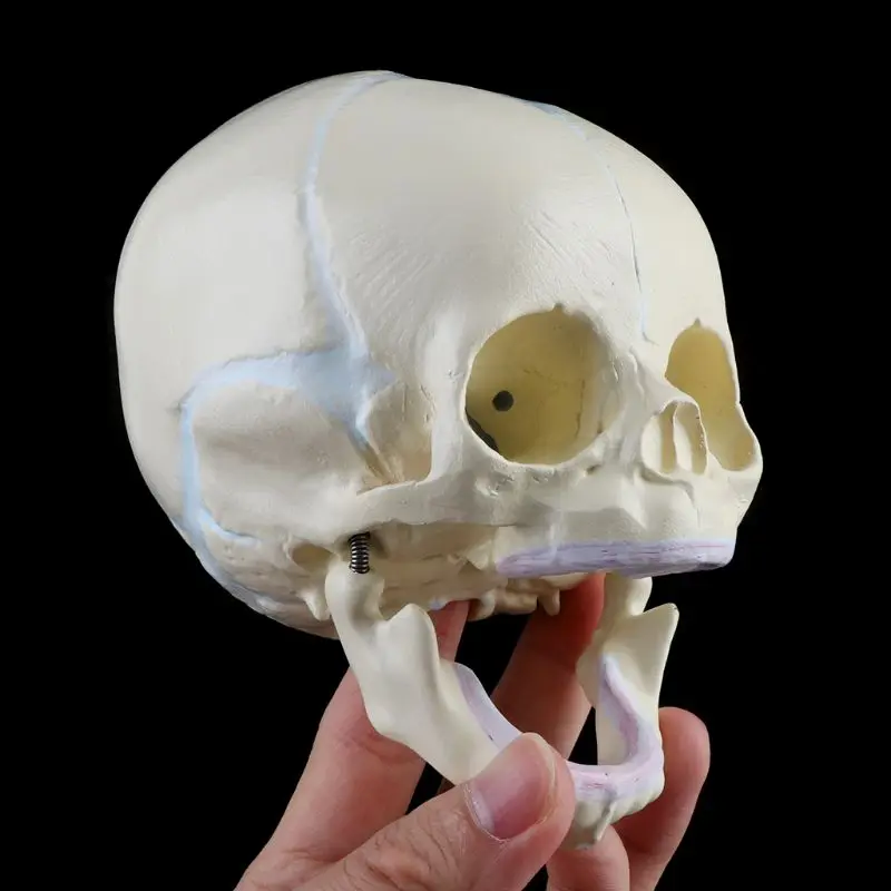 Anatomical Models 1: 1 Human Fetal Baby Infant Medical Skull Anatomical Skeleton Model Teaching Supplies for Medical Science
