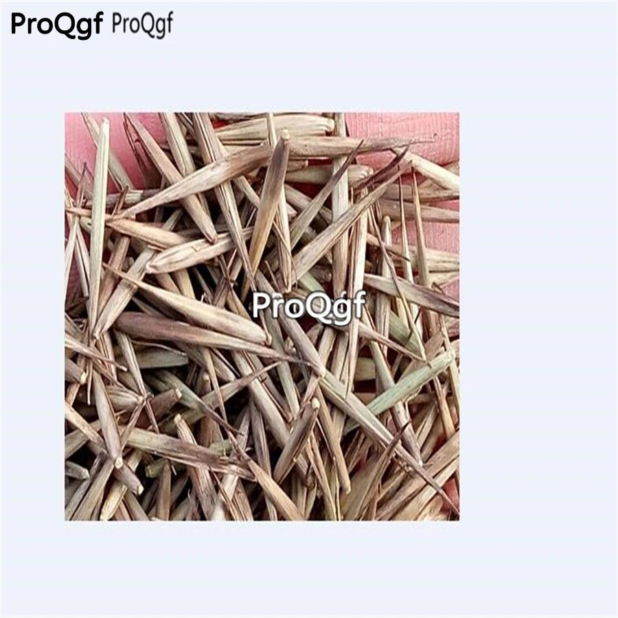 Ngryise 1000 шт набор Фиолетового бамбука Phyllostachys nigra - Цвет: seed