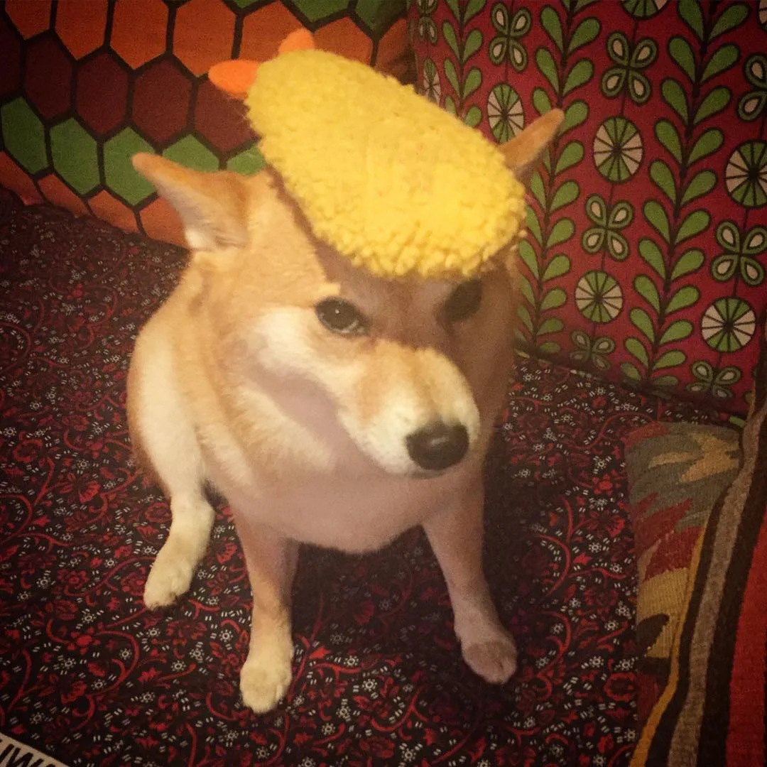 Tempura интерактивные игрушки для собак для больших и маленьких собак, мягкие плюшевые пищащие игрушки для собак больших и маленьких пород, игрушки для домашних собак