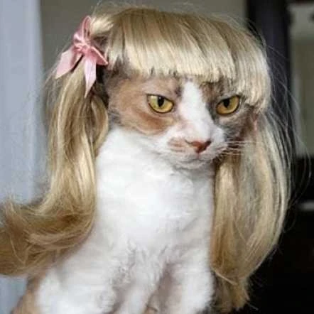 Mpk Store Blond Cat Wig Pet Wig Funny Cat Wig Cat Wig Pet Wigcat Cat Aliexpress