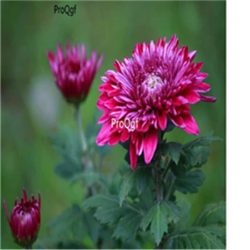 

Ngryise 3000pcs Dendranthema morifolium