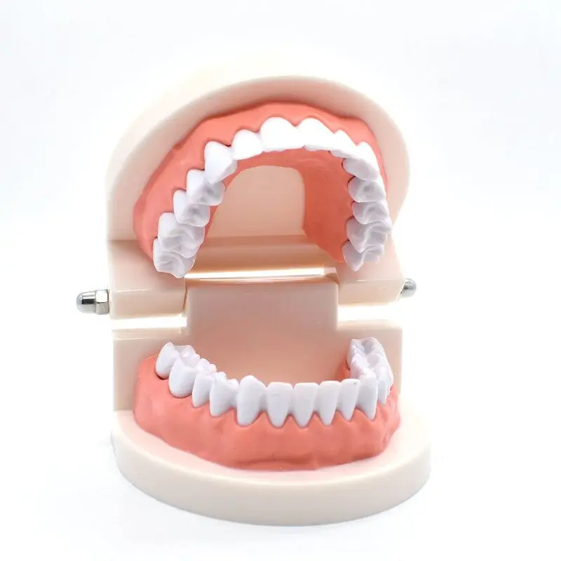 1pcs Dental Teeth Model Dentist student Model for Teaching Dentistry Material Dentist Instrument Tools Dental Lab Model