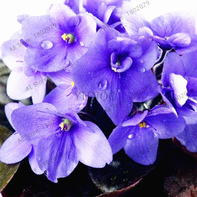 50 шт./пакет Фиолетовый Семена бонсай Matthiola Incana растения, многолетнее растение Садовый цветок Флорес для дома и сада, легко растить - Цвет: 3