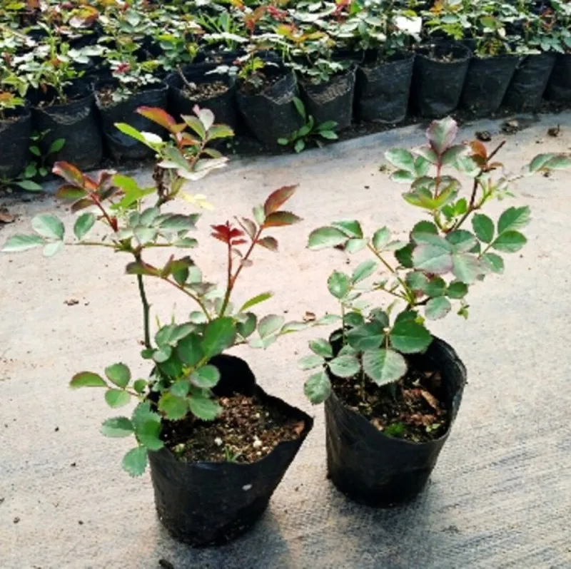 

Europe China Rose Seedlings the Same Year Flowering ALCH Courtyard Balcony Easy to Support Green Plant Four Seasons Potted Plant