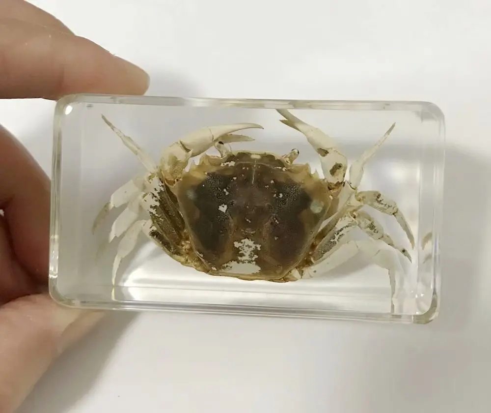 

New design Crab Insect Taxidermy Embedding specimen paperweight