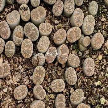 

Prodgf 5Pcs A Set Lithops c064