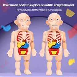 Crianças montessori brinquedos 3d educacional quebra cabeça corpo humano anatomia órgão montado aprendizagem kits de brinquedo biologia ferramentas jogos de tabuleiro