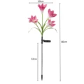Pink Lily