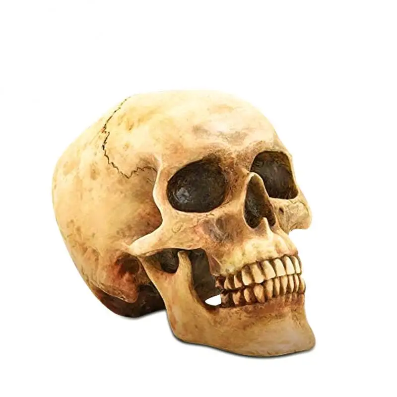 Cabeça humana modelo resina artesanato crânio tamanho 1: 1 modelo destacável vida réplica estátuas esculturas decoração casa dia das bruxas