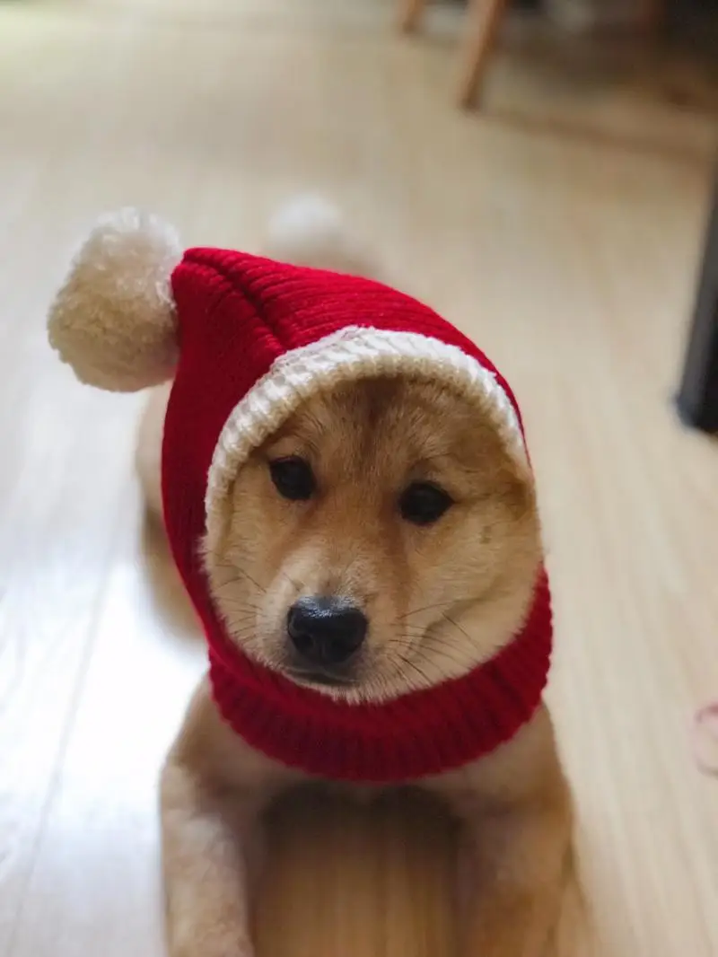 para o Natal, Bonito e engraçado, Vermelho,