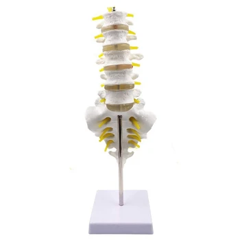 

GTBL 30Cm Life Size Chiropractic Human Anatomical Lumbar Vertebral Spine Anatomy Model School Educational Medical Teaching Model