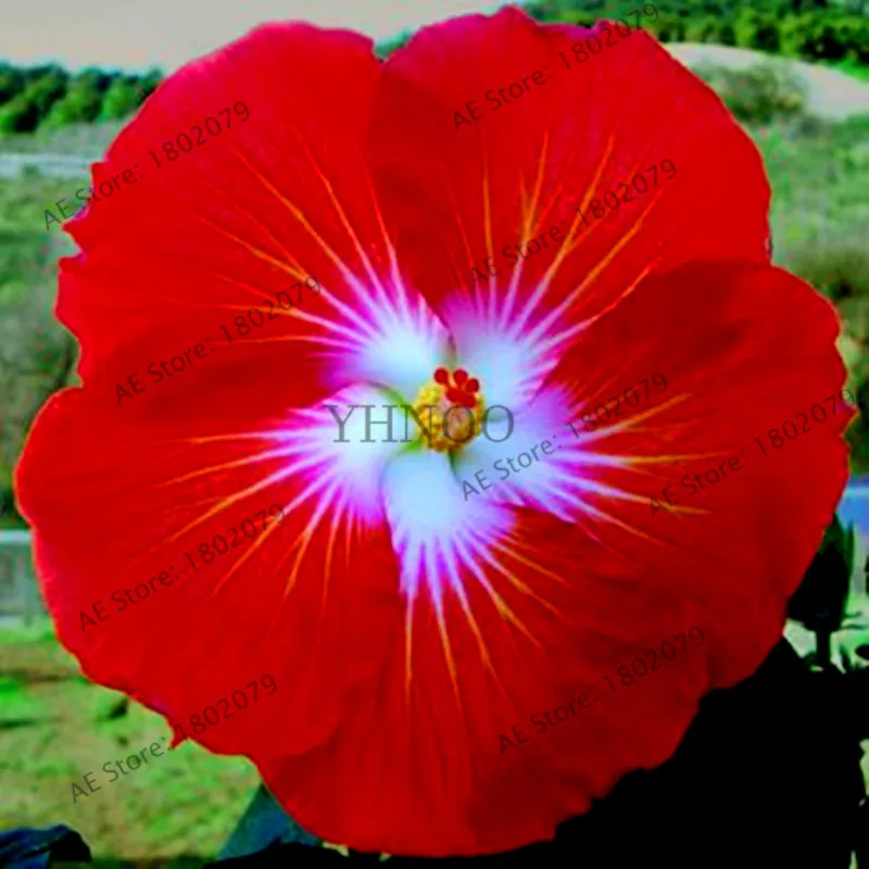 105 шт/упаковка 24 цвета гигантский Гибискус Флорес Dinnerplate Гибискус многолетний цветок для дома бонсай садовая посадка