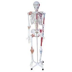 Modelo de ligamento medio adjunto para colorear, modelo médico de anatomía del cuerpo, Torso humano, medio músculo