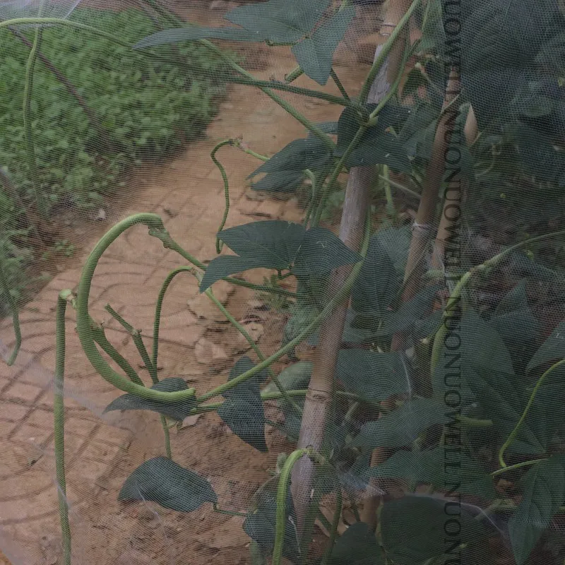 pragas líquido frutas vegetais proteção cuidados cobertura