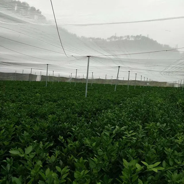 Kerti Növényi Gyümölcsvédő Légy Rovarriasztó Háló Kertészeti Borító (Fehér) - Image 3