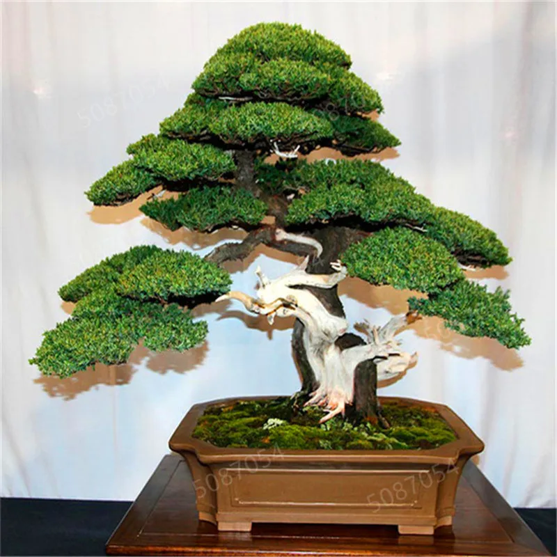 

Time-Limit!! 50PCS BONSAI juniper tree bonsai,chinese rare tree plant suit for bonsai grow easy purify the air ornamental-plant