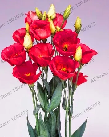 Новинка! 200 шт Многоцветный Эустома сад, Lisianthus плантации, легко растение многолетний цветение растения прекрасный Бонсай завод