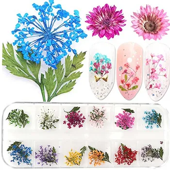 

1 Box Real Dried Ammi majus Flower Leaf Dry Plants For Epoxy Resin Pendant Necklace Jewelry Making Craft DIY Accessories