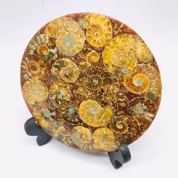 

1 pc 12cm natural crystal Conch quartz pattern ammonite fossil disk plat crystal mineral specimen slice for heme decoration