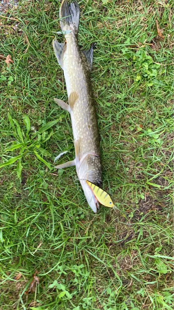 Uaf7acde5a59944e190e44a536ede9727v