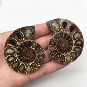 

2pcs Half Cut Ammonite Shell pair Fossil Specimen Madagascar fashion wedding decoration