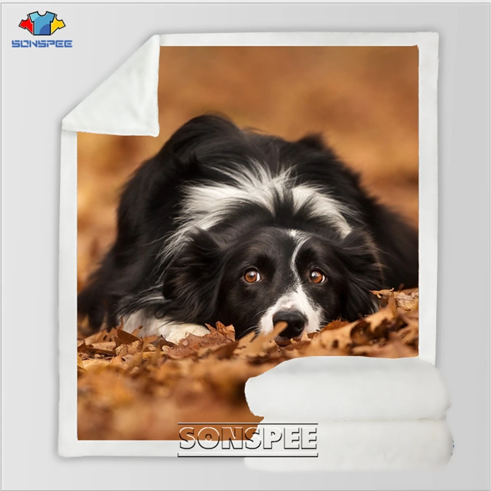 Border Collie 12