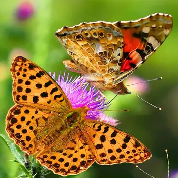 

Diamond Painting Animal Butterfly 5d Diy Mosaic Full Square Round Drill Diamant Of Rhinestone Daimond Embroidery Pictures Sale