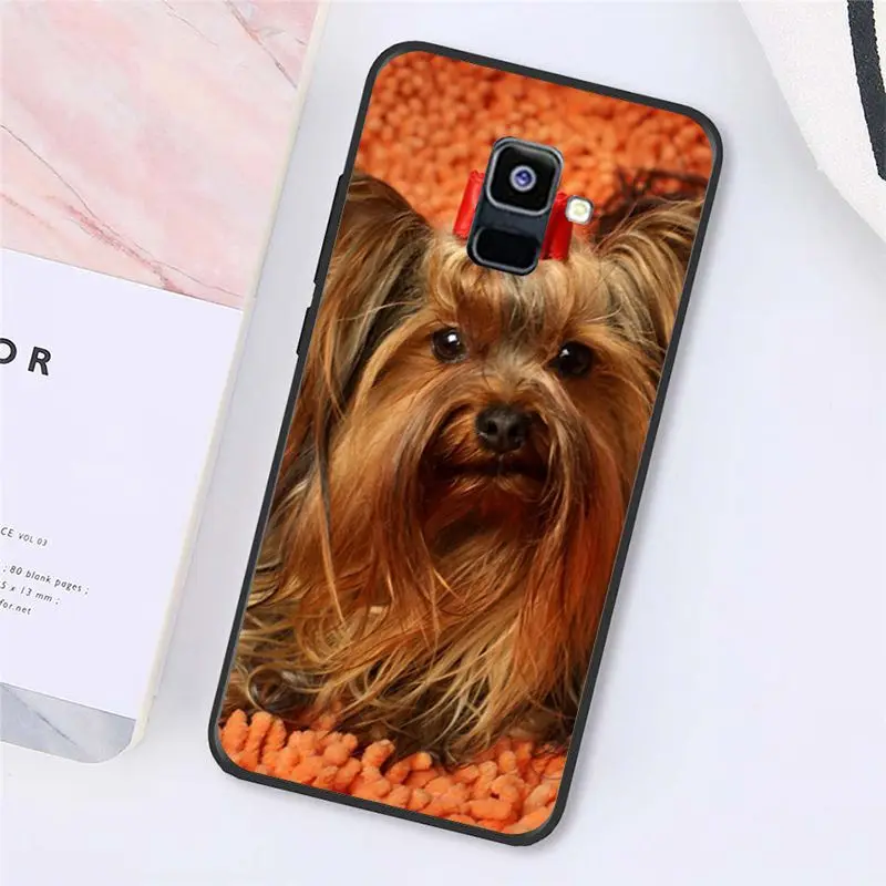 Yorkshire terrier dog