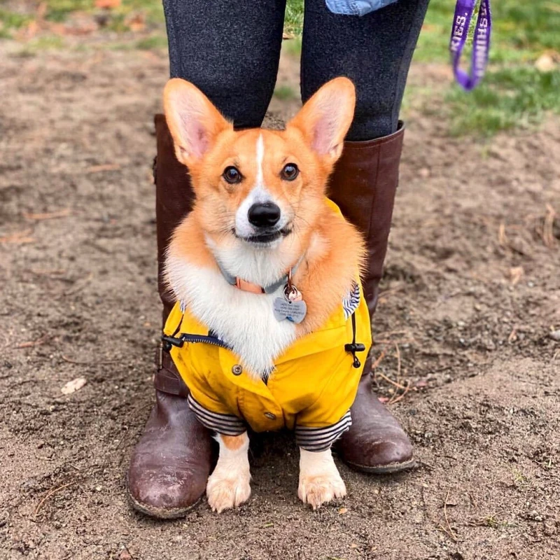 corgi, shiba inu samoyed, roupa à prova d'água, jaqueta