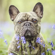 GATYZTORY 5D алмазная живопись Полная площадь DIY домашний декор мозаика Стразы Картина на холсте с логотипом на заказ настенная черная собака в Лаванде