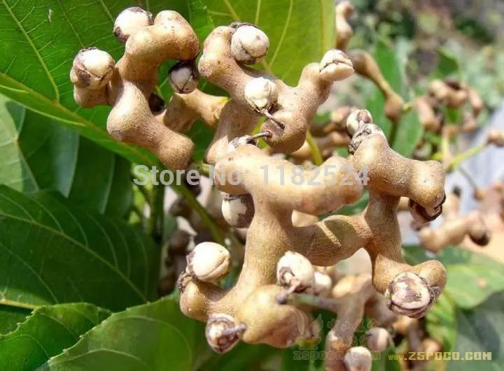 100- натуральная свежая Hovenia Thunb. Семена фруктовых деревьев OoFlower