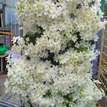 Подлинная! луковицы клематис, бонсай клематис микс, гибриды клематис альпинистские растения озеленение сада, 100 Флорес,# 16D8JU