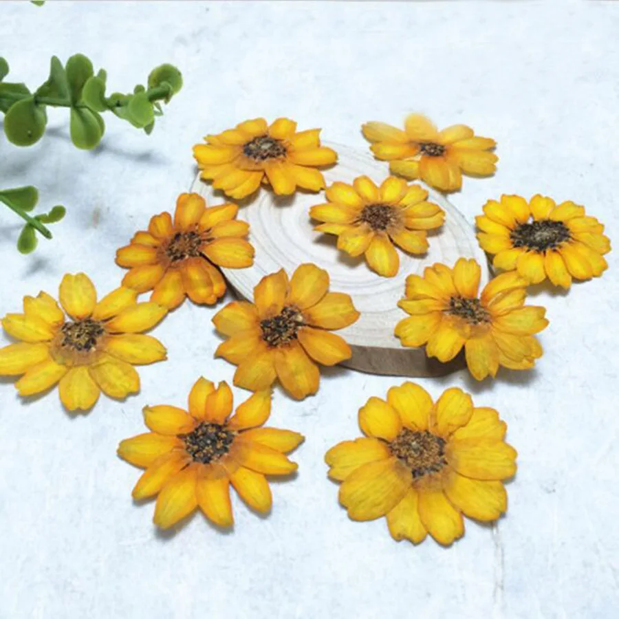 60pcs Pressed Dried Orange Zinnia elegans Jacq. Flower Plant Herbarium Craft DIY Postcard Invitation Card Making Accessories | Дом и сад