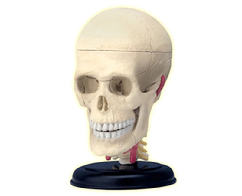 Подлинный продукт 4D мастер Обучающие собранные игрушки человеческий череп орган анатомическая модель медицина обучение для модели