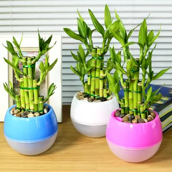 

Popular flowerpot lazy planter pot color water storage multi meat plastic multi specific