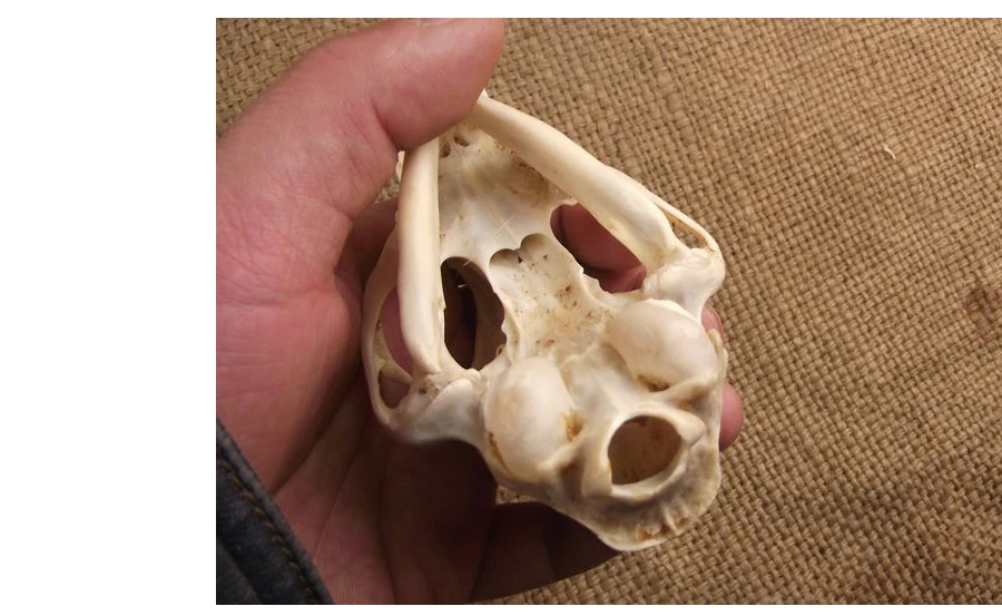 Aqumotic Cat Bones декор 1 шт. животное кошка череп настоящая кость здоровье зубы стоматологические естественные высушенные хороший декорация дом с привидениями