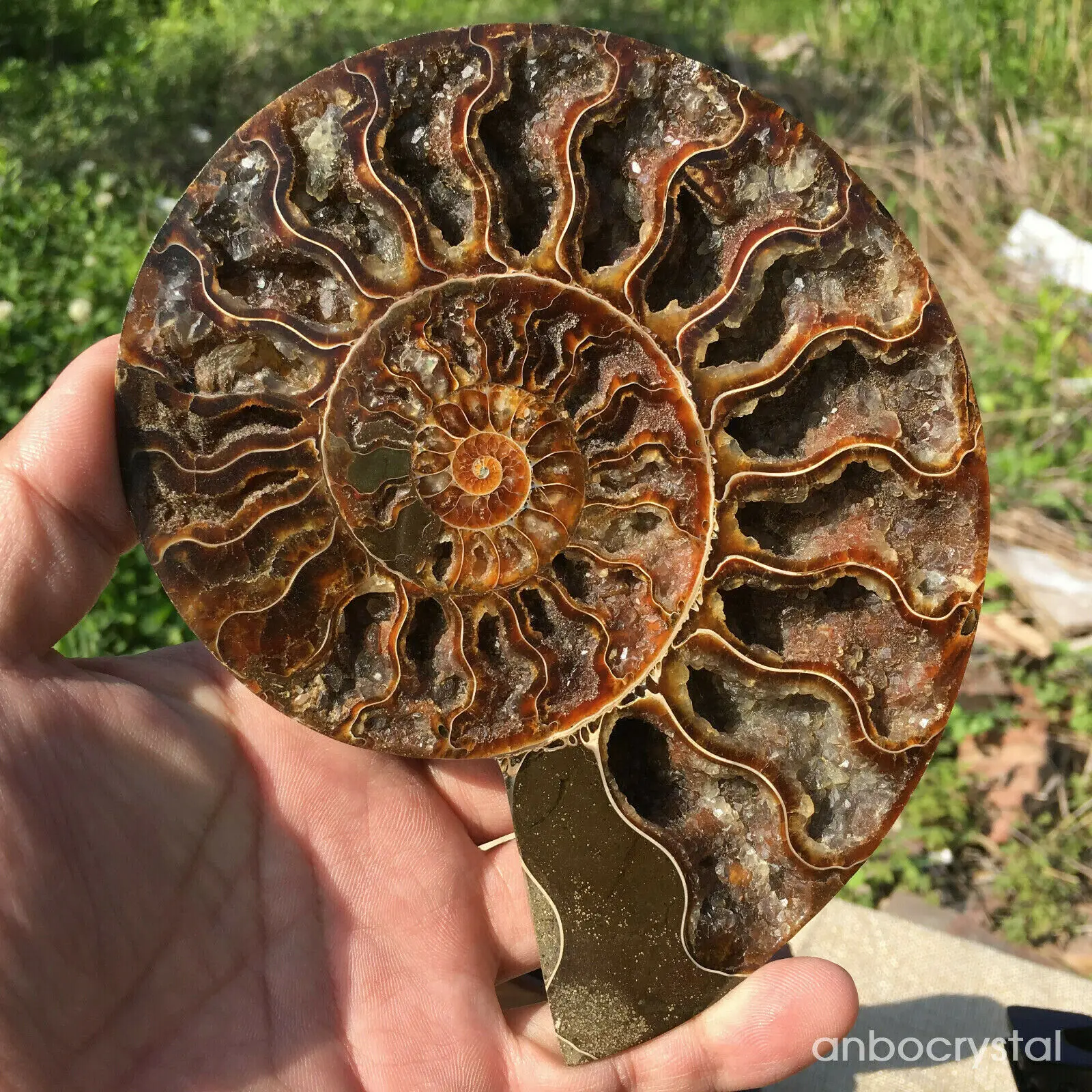 Natural ammonite fossil conch Crystal specimen healing care stand random 1PC