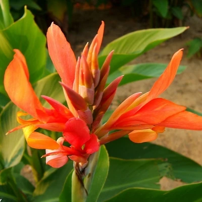 50 шт. свежий настоящий цветок Canna indica OoSementes