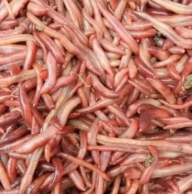 

Live Earthworms hong qiu yin Bait Seedlings Fishing Earthworms Turtle Breeding Carp Wild Fish Fresh Food in Bulk Package Live