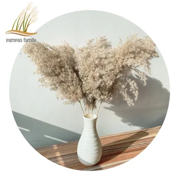 

pampas grass decor dried flowers large size natural phragmites tall 19-22‘’ wedding flowers bunch for home party christmas decor
