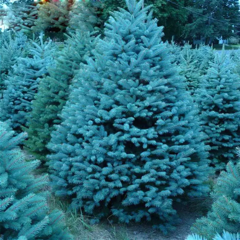 20 семян/мешок домашний сад сосновый завод Небесно-Голубой ель Picea Pungens Glauca семена дерева Sementes многолетнее семя комнатные растения часы - Цвет: Прозрачный